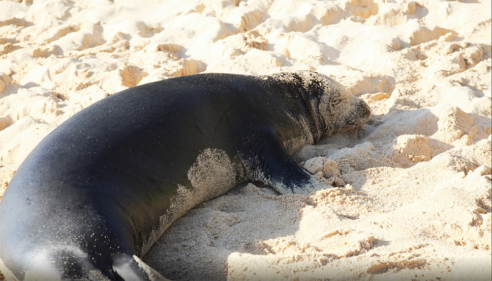 seal laying in sand on beach