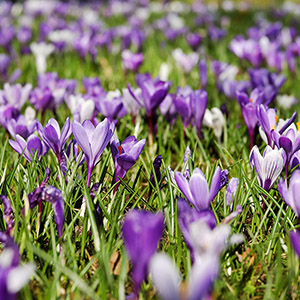 purple flowers field grass